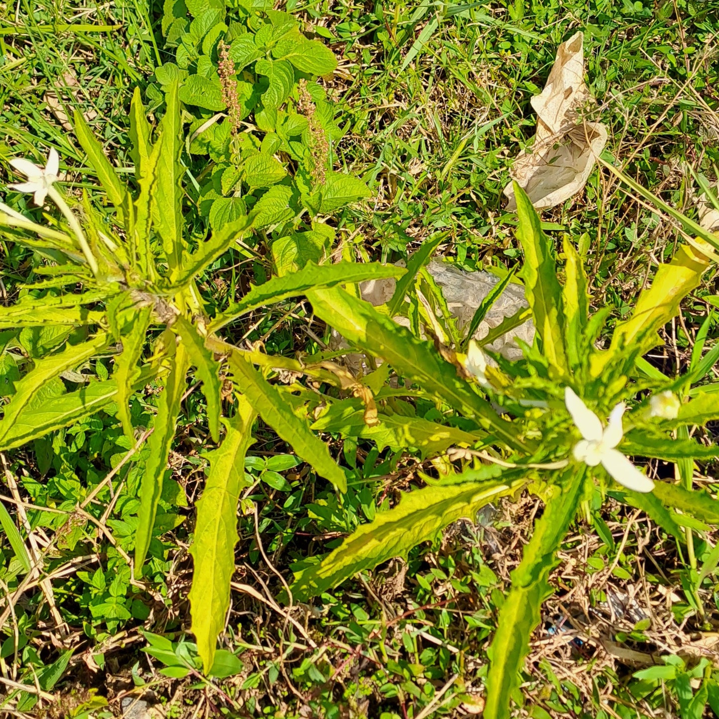 Daun Kitolod - Hippobroma longifora (Dried and Powder)