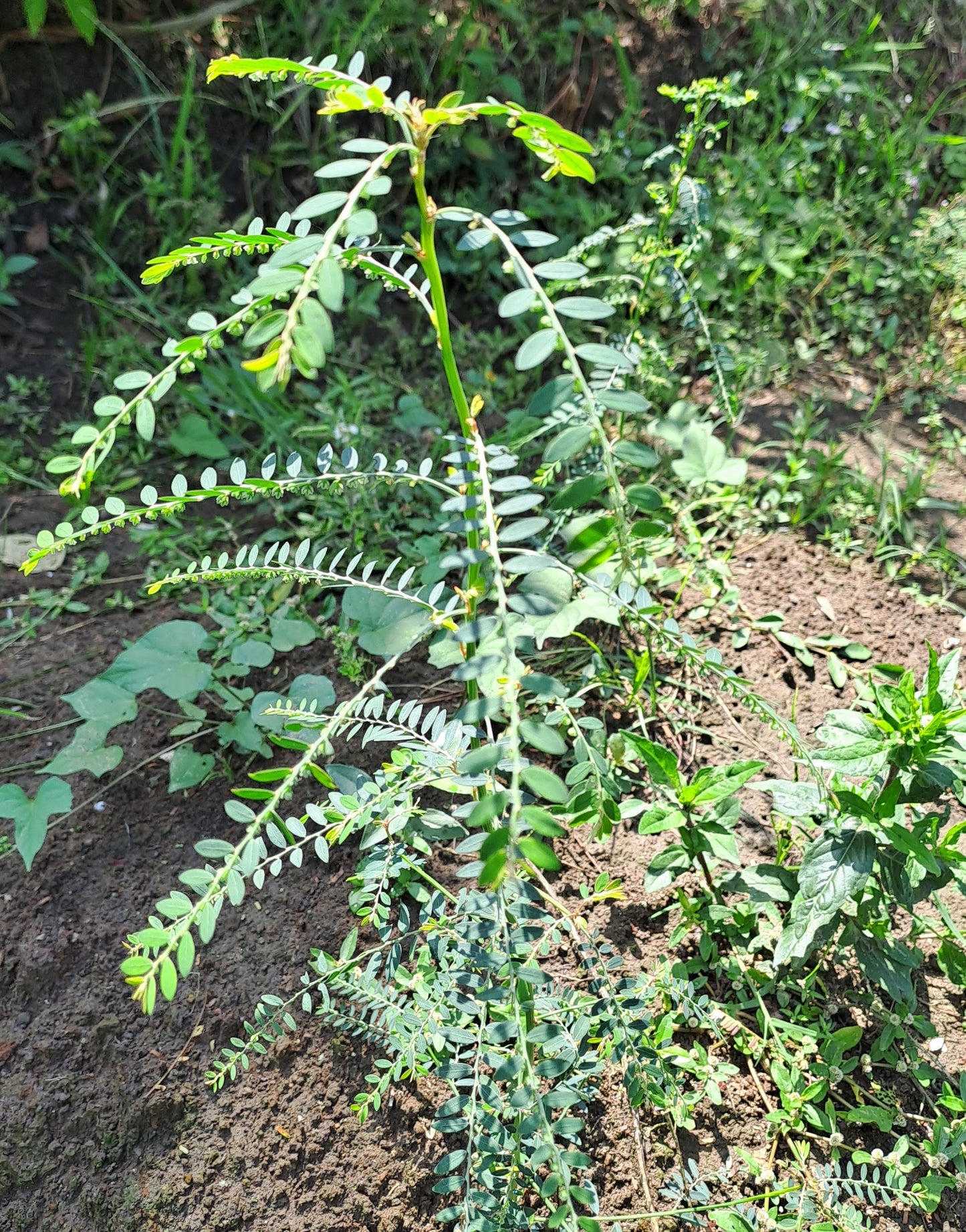 Meniran - Phyllanthus Urinaria (Chamber Bitter)