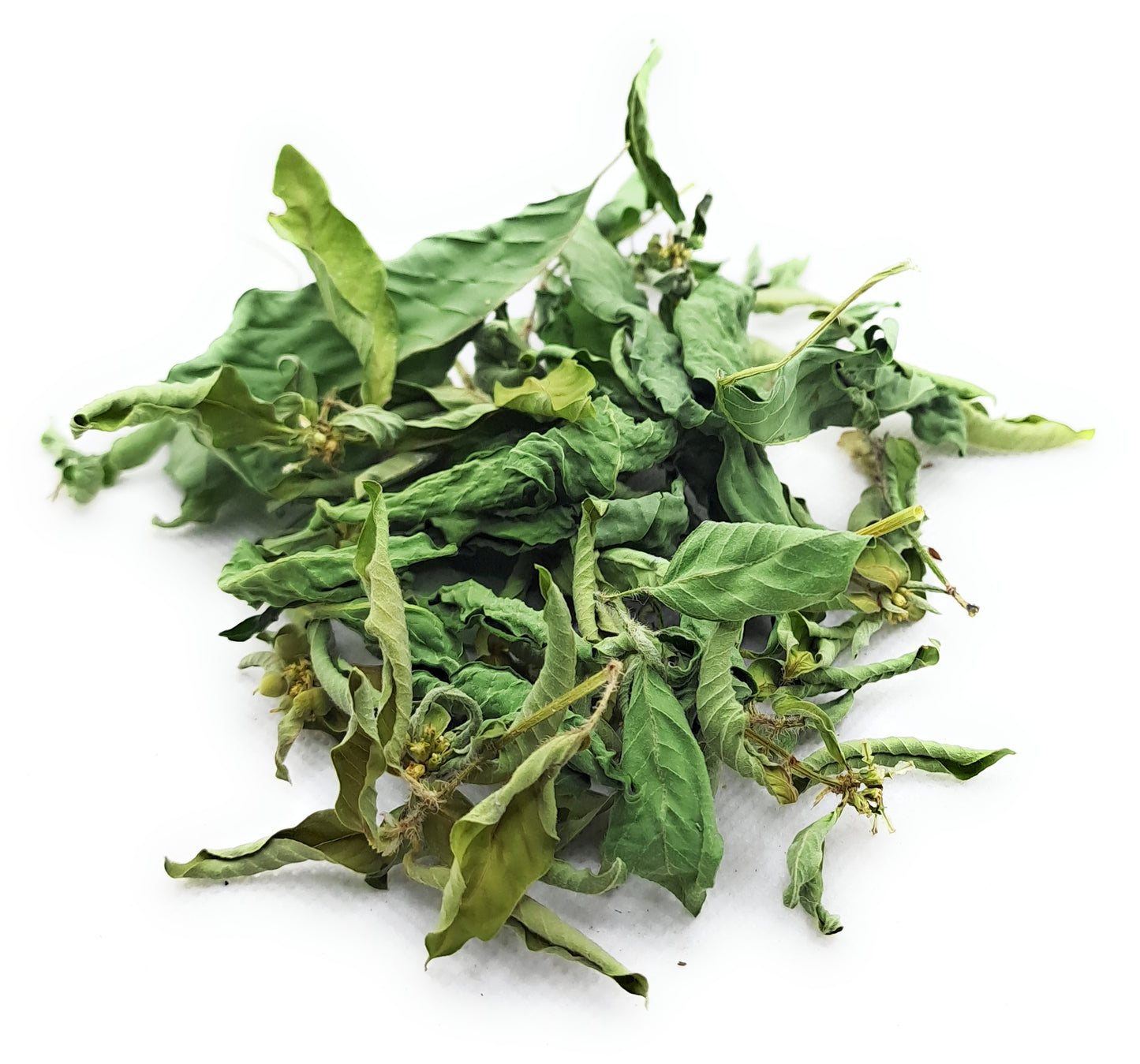 Patikan Mas/ Kate Mas- Euphorbia Heterophylla Leaf (Dried and Powder)
