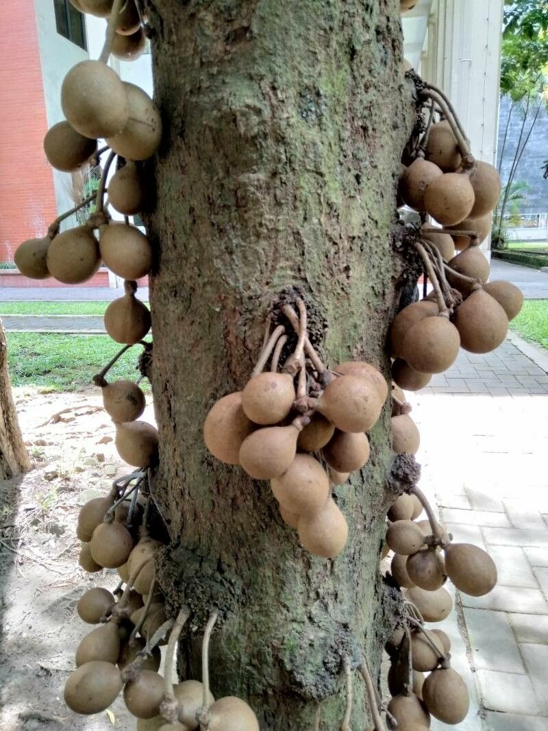 Daun Kepel - Stelechocarpus Burahol Leaf (Dried and Powder)