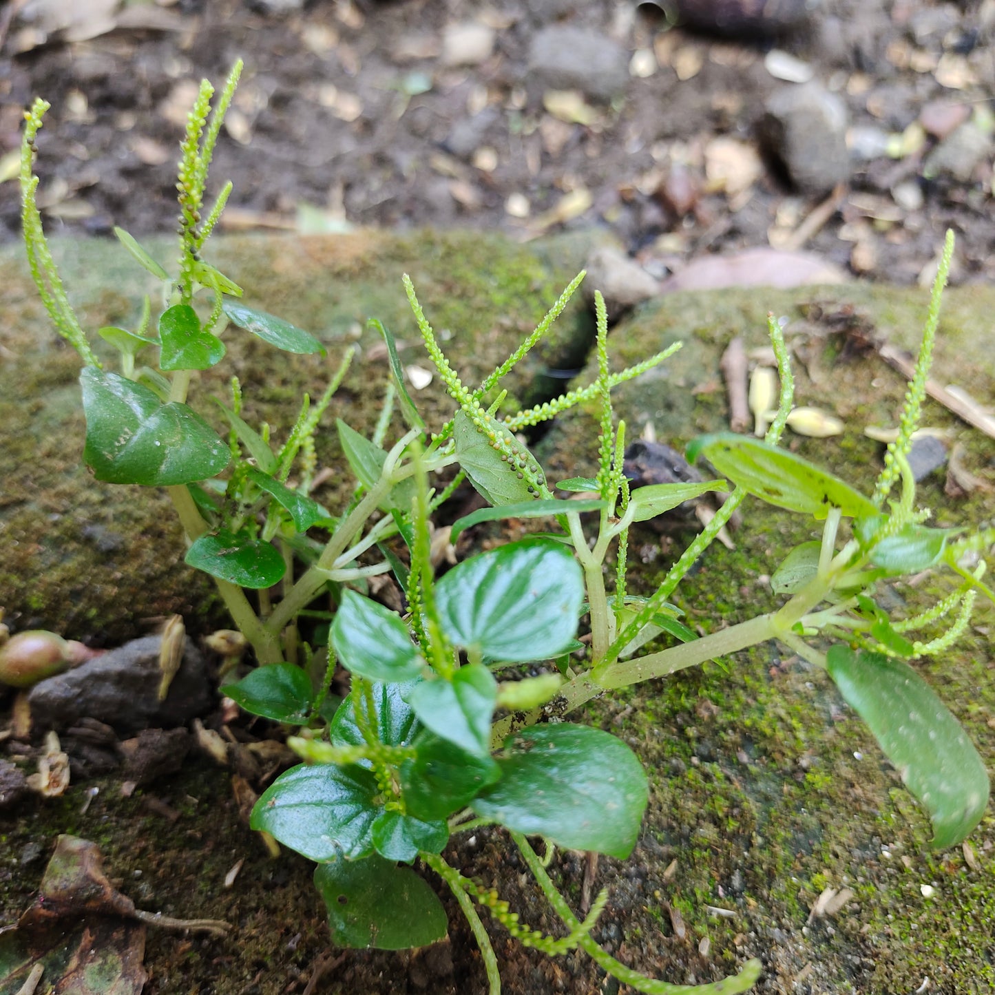 Suruhan - Peperomia pellucida L. Kunth (Dried and Powder)
