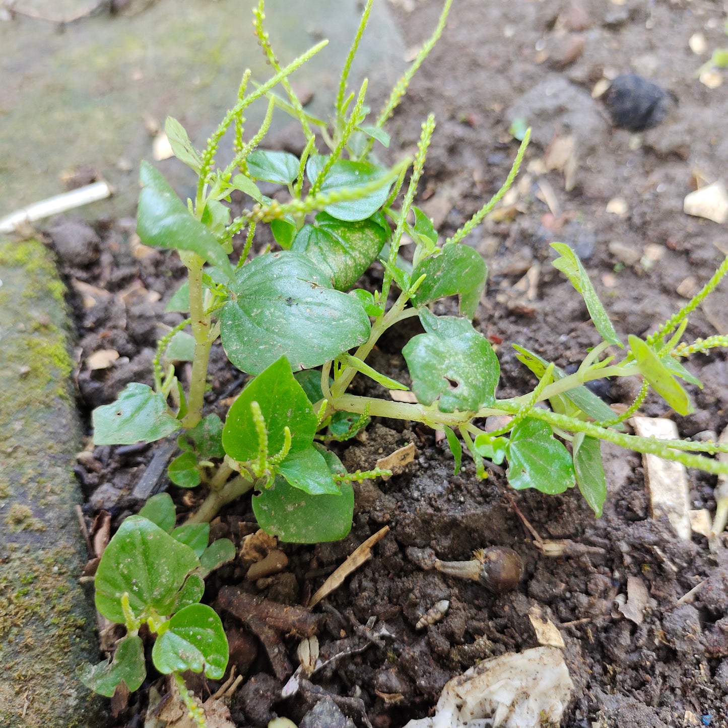 Suruhan - Peperomia pellucida L. Kunth (Dried and Powder)