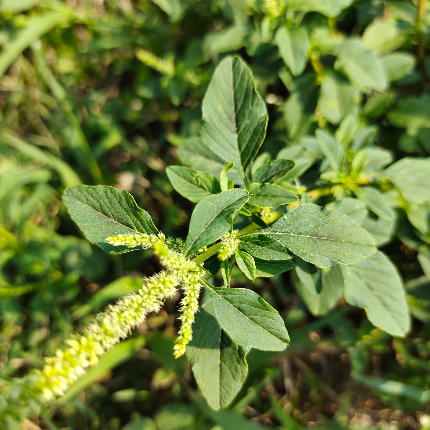 Bayam Duri - Amaranthus spinosus (Powder and Dried)
