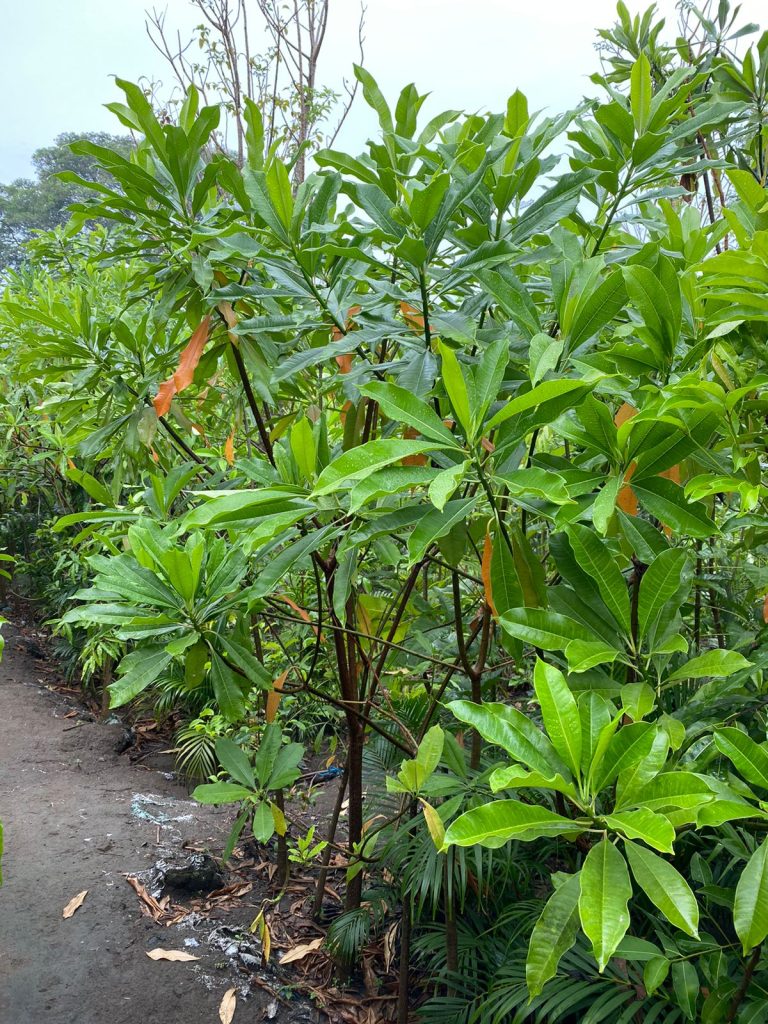 Daun Bintaro - Cerbera manghas L. Leaf (Dried and Powder)