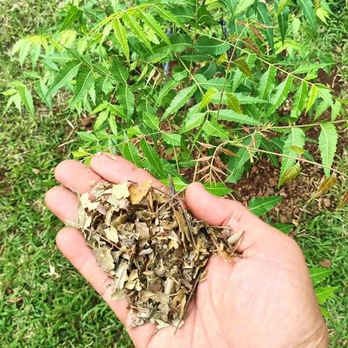 Daun Mimba - Azadirachta indica Leaf (Dried and Powder)