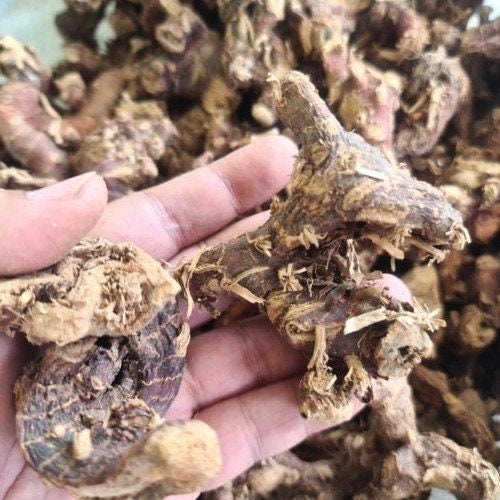 Lengkuas/Laos - Alpinia galanga (Dried and Powder)