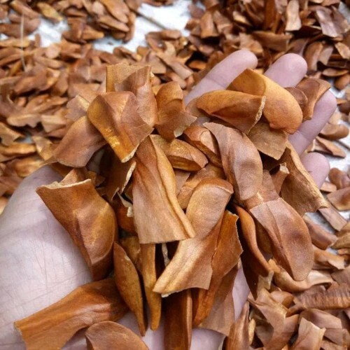 Biji Mahoni - Mahogany Seeds Swietenia mahagoni (Dried Seed, Peeled Seed and Powder)