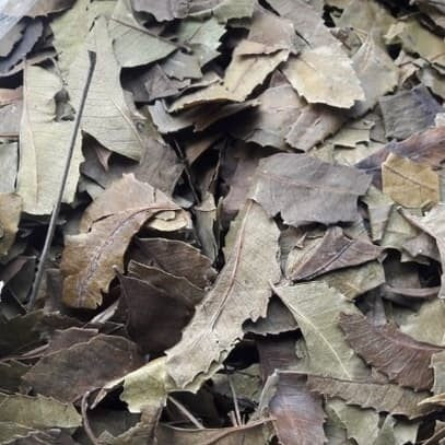 Daun Mimba - Azadirachta indica Leaf (Dried and Powder)