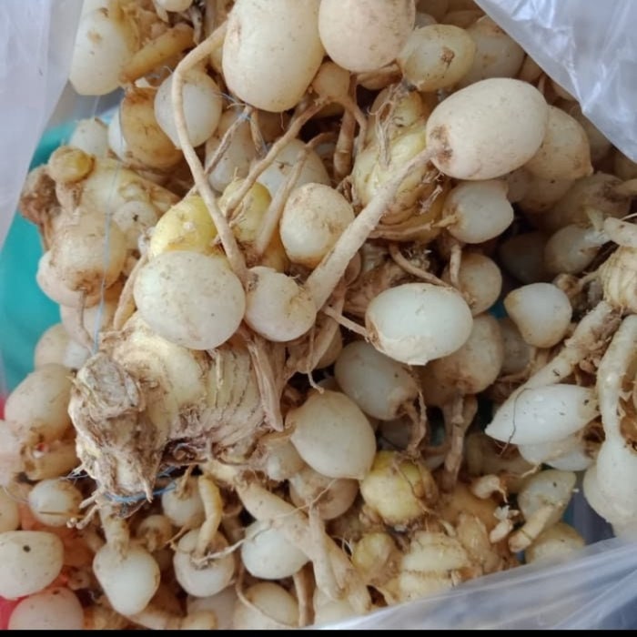 Temu Rapet/Kunci Pepet (Kaempferia Rotunda)