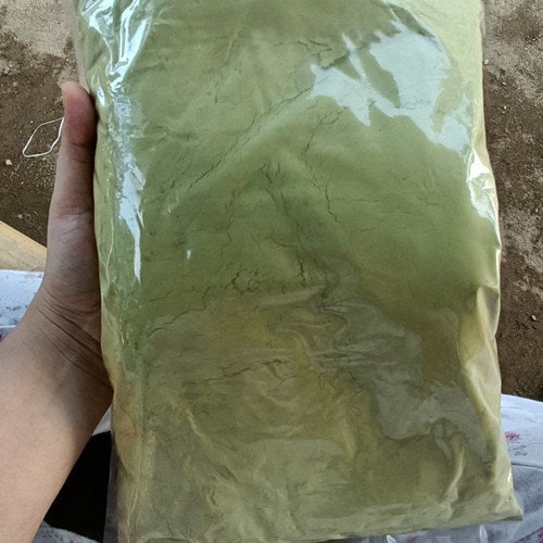 Daun Srigunggu Gurah Srigunggu Senggugu Rotheca serrata Leaf