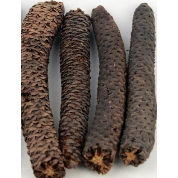 Kayu Lanang/ Wolo Kering (Oroxylum Indicum Dried)