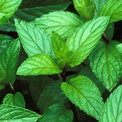 Peppermint Leaf Pepermin (Mentha x piperita)