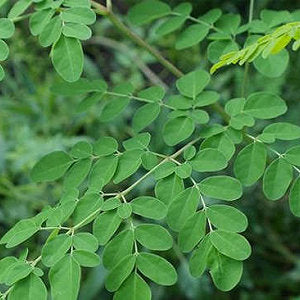 Daun Kelor (Moringa oleifera Leaf) limaran, moringa, ben-oil, drumstick tree, horseradish tree, malunggay (Dried and Powder)