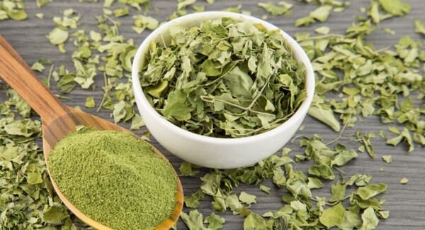 Daun Kelor (Moringa oleifera Leaf) limaran, moringa, ben-oil, drumstick tree, horseradish tree, malunggay (Dried and Powder)