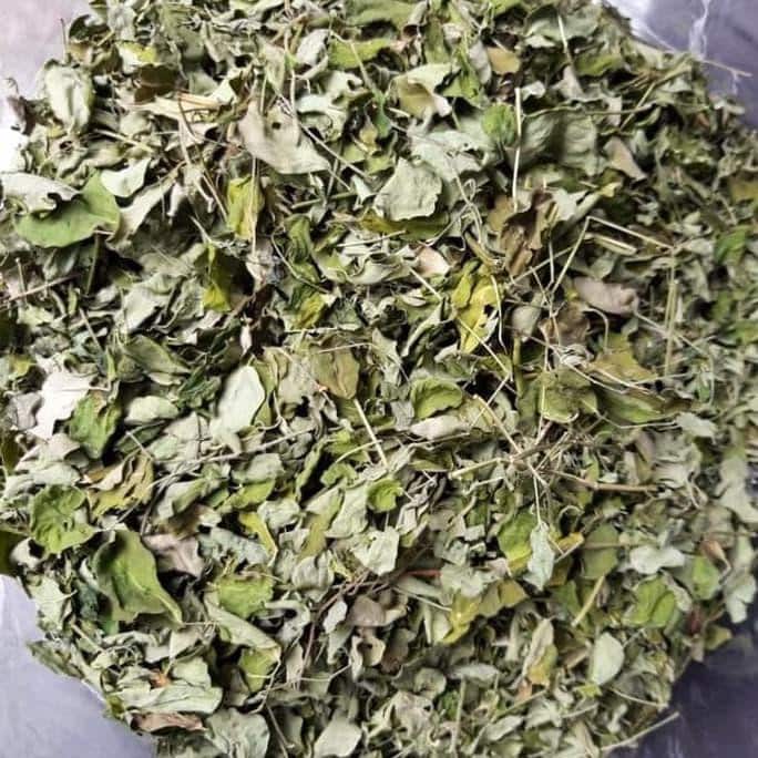 Daun Kelor (Moringa oleifera Leaf) limaran, moringa, ben-oil, drumstick tree, horseradish tree, malunggay (Dried and Powder)