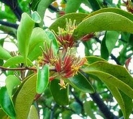 Daun Benalu - Loranthus Leaves  (Dried and Powder)