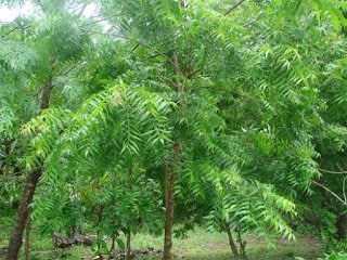 Daun Mimba - Azadirachta indica Leaf (Dried and Powder)