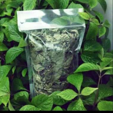 Daun Keji Beling (strobilanthes crispa Leaf) Dried and Powder