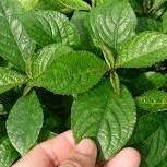 Daun Keji Beling (strobilanthes crispa Leaf) Dried and Powder