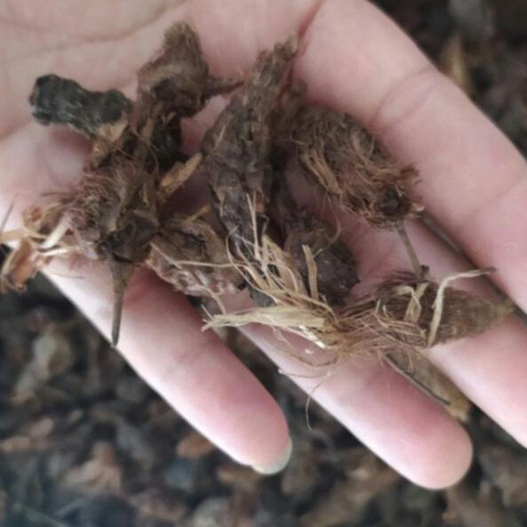 Rimpang Rumput Teki - Cyperus rotundus Roots