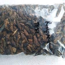 Rimpang Rumput Teki - Cyperus rotundus Roots