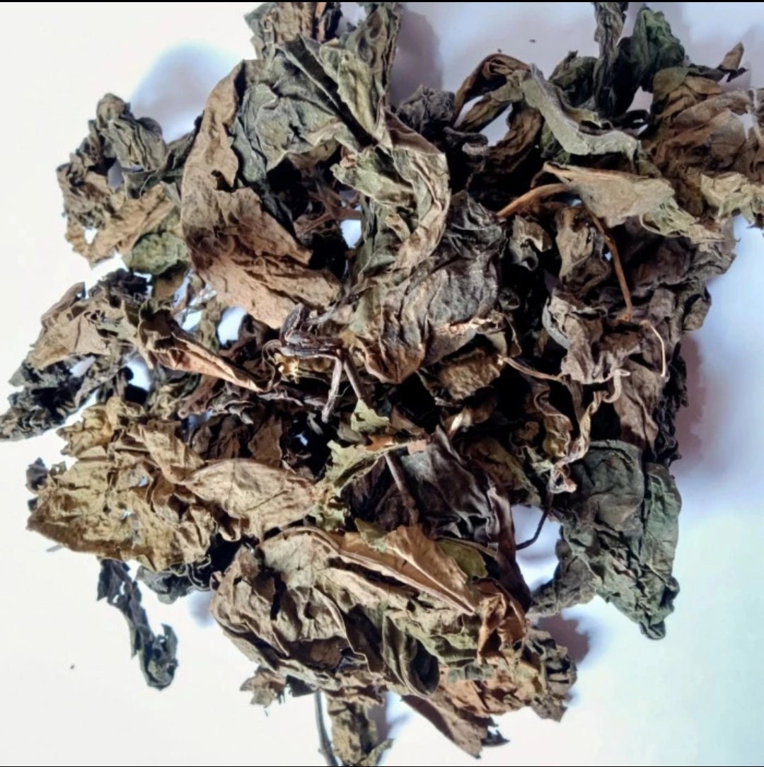 Daun ungu - Graptophyllum pictum Leaf (Dried and Powder)