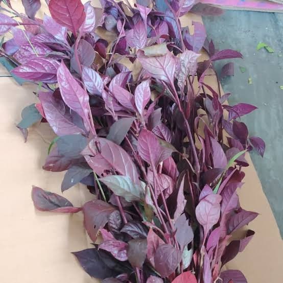 Daun ungu - Graptophyllum pictum Leaf (Dried and Powder)