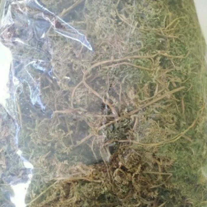 Daun Cakar Ayam - Selaginella doederleinii hieron Leaf (Dried and Powder)