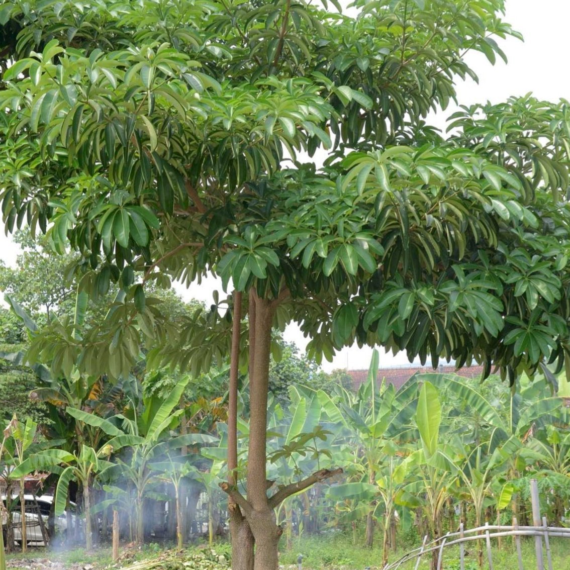 Daun Pule Pulai Alstonia scholaris Leaves (Dried and Powder)