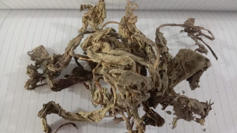 Daun Komfrey Komprey Gomfro Comfrey Kang Fu Li Symphytum Leaf (Dried and Powder)