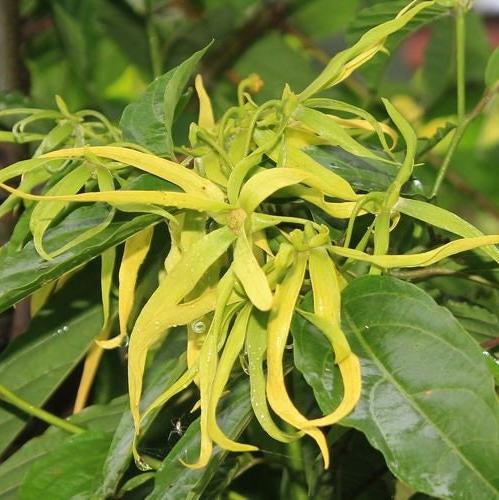 Bunga Kenanga Kering (Cananga Odorata)