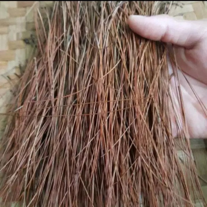 Daun Pinus Sylvestris Leaf (Dried and Powder)