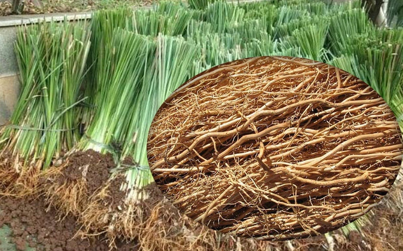 Akar Wangi - Vitiveria zizanioides Root (Dried and Powder)