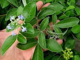 Biji Legundi - Vitex trifolia Dried
