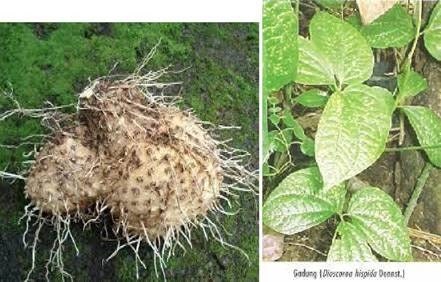 Gadung Cina Kering - Dioscorea Hispida Dried