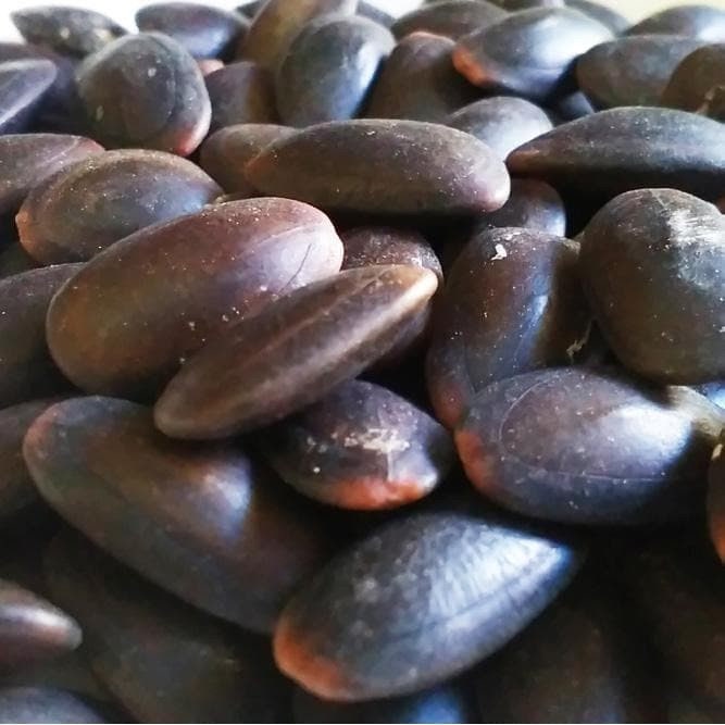 Biji Kedaung Kedawung Peundeuy Parkia Roxburgii G. Don. seed (Dried and Powder)