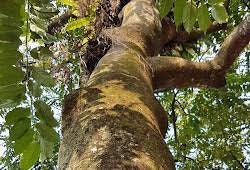 Kayu Sintok Madu Kering - Cinnamomum Sintoc Dried