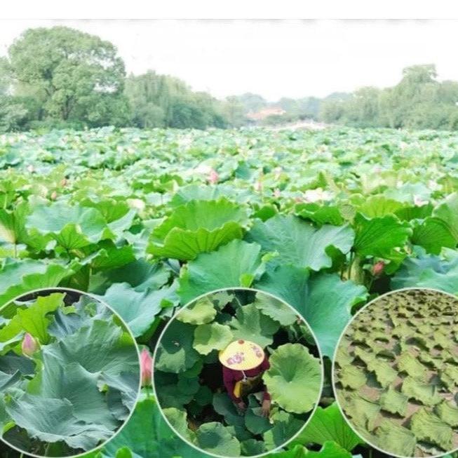 Teh Daun Teratai (Lotus leaf Dried)