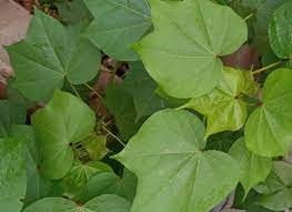 Daun Kapas Bubuk - Gossypium hirsutum L Leaf Powder