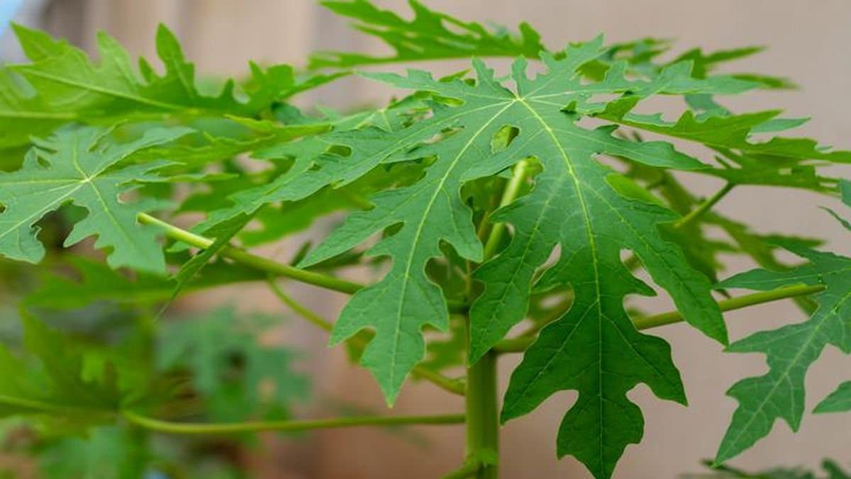 Daun Pepaya - Carica papaya Leaf (Dried and Powder)