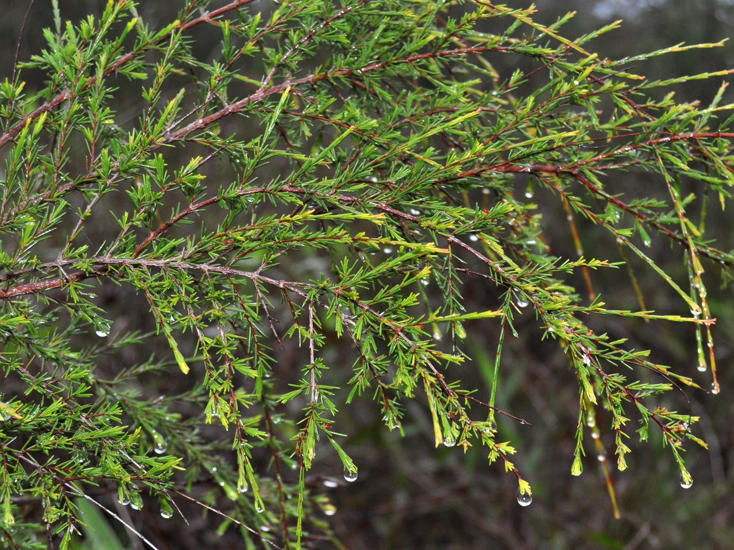 Daun Jungrahab Kering - Baeckea Frutescens Leaf Dried