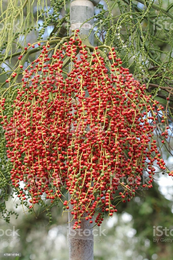 Biji Palem merah Kering (Cyrtostachys renda Seed Dried)