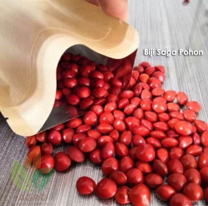 Biji Saga Merah Kering (Red Saga Adenanthera pavonina Seeds Dried)