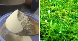 Rumput Laut Bubuk (Eucheuma spinosum Powder)