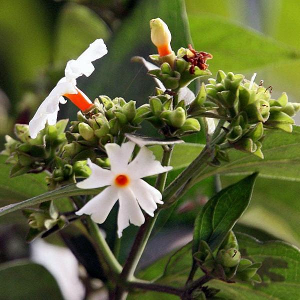 Bunga Srigading - Nyctanthes arbor-tristis Flower (Dried and Powder)