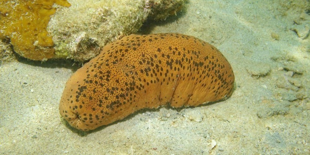 Gamat Emas Bubuk (Golden Stichoupus Variegatus Powder)