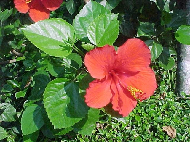 Daun Bunga Sepatu - Hibiscus rosa-sinensis (Dried and Powder)