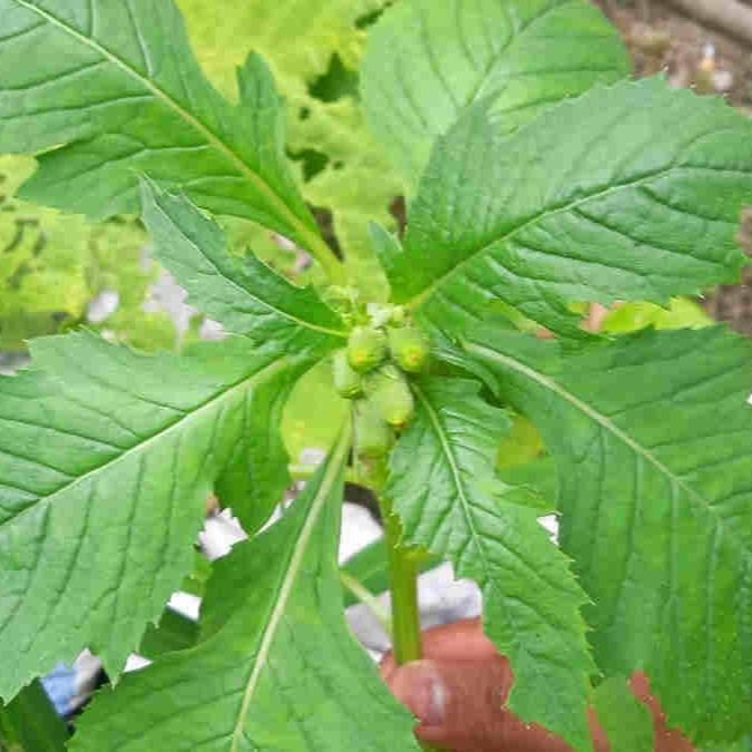 Daun Sintrong - Fireweed/Crassocephalum crepidioides/ Gynura crepidioides leaves (Dried and Powder)