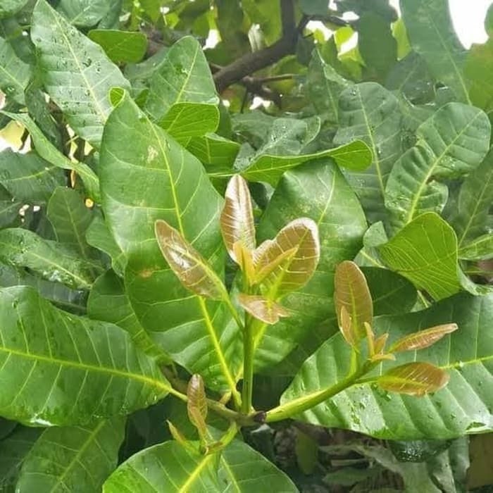 Daun Jambu Mete kering (dried cashew leaves)