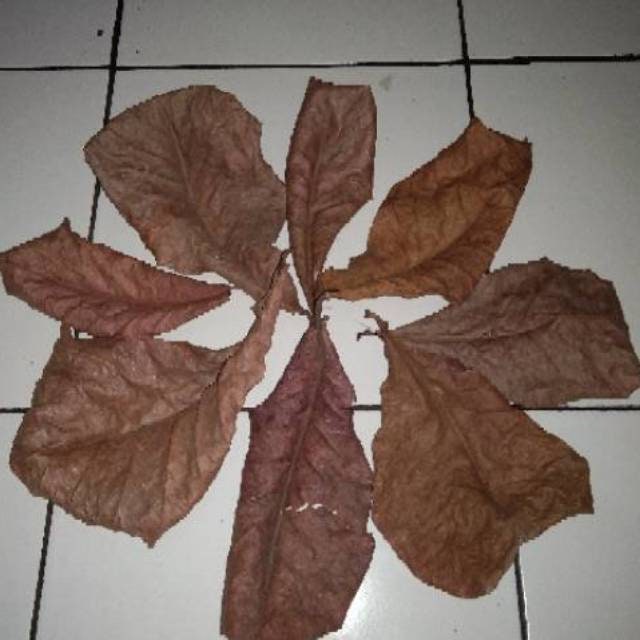 Daun Ketapang - Terminalia catappa Leaf (Dried and Powder)